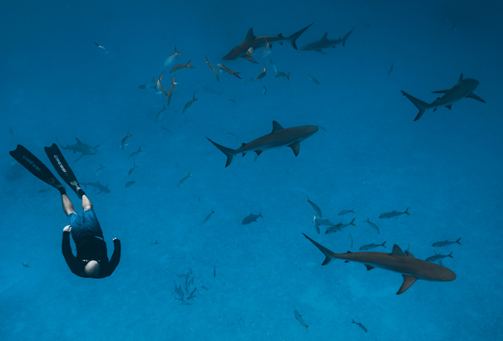 Man swimming with sharks