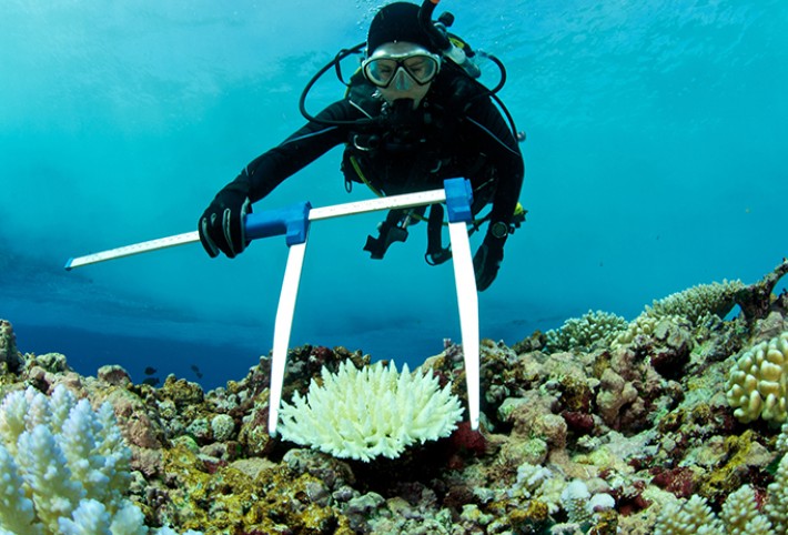 View of a person diving and measuring a coral