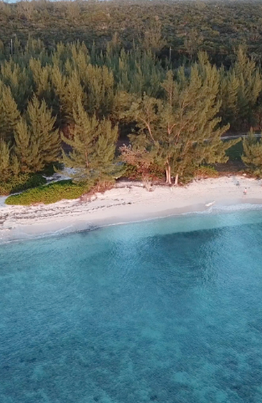 Aerial view of a large beach and a beautiful forest