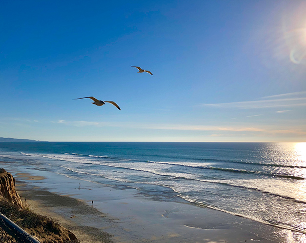 2 pelicans flying over the beach
