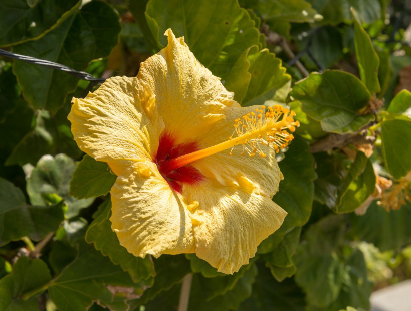 a yellow flower in a bush