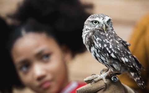 girl looking at owl