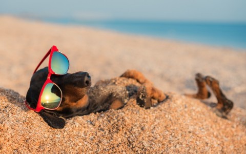 dog laying down on its back in the san with red sunglasses on