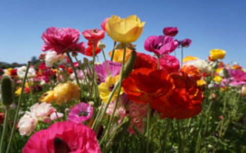 colorful flowers in a field