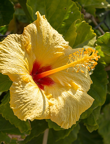 yellow hibiscus flower with red center