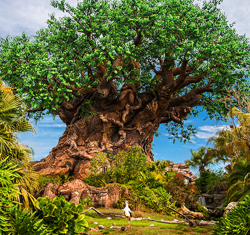 image of a large tree and a lot of nature around