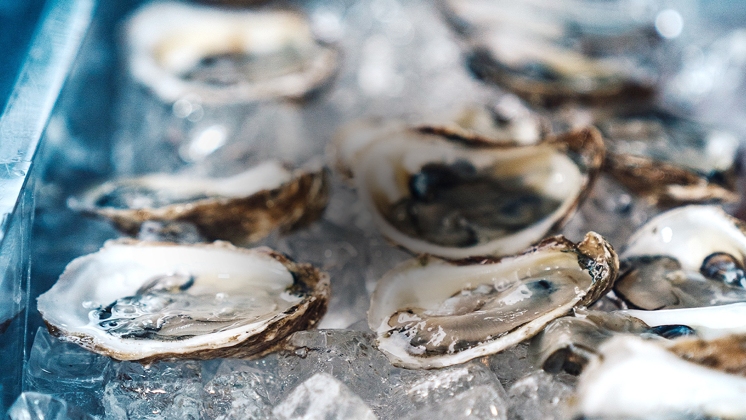 Oyster Bar Reservations | Home Page | Caroline's Oyster Bar