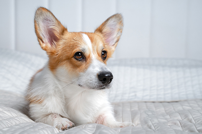 image of dog on a bed