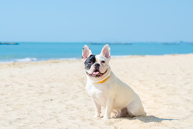 french bulldog sitting on the sand at the beach