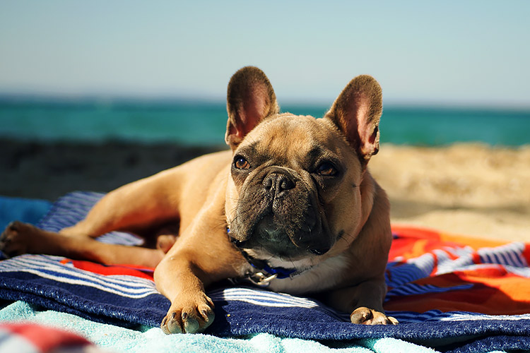french bulldog sitting on a beach towel
