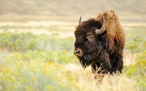 A lovely bison surrounded by grass