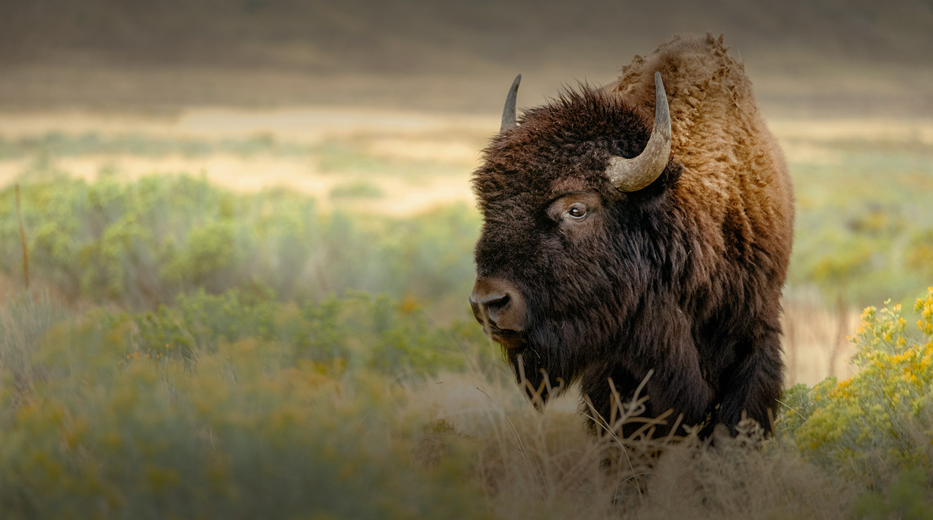 View of a bison on grass