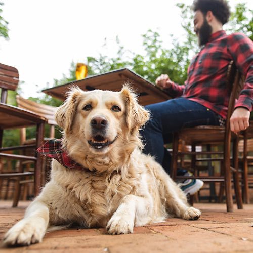 central bar kitchen events dog days