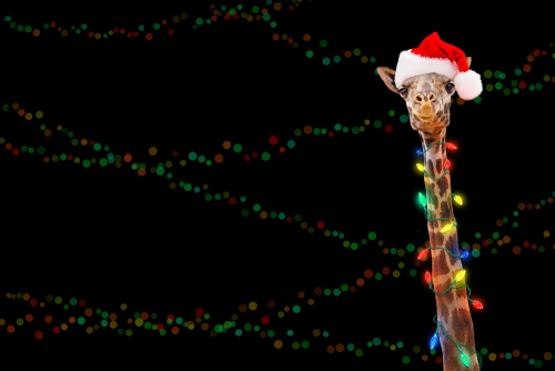giraffe with santa hat and christmas lights