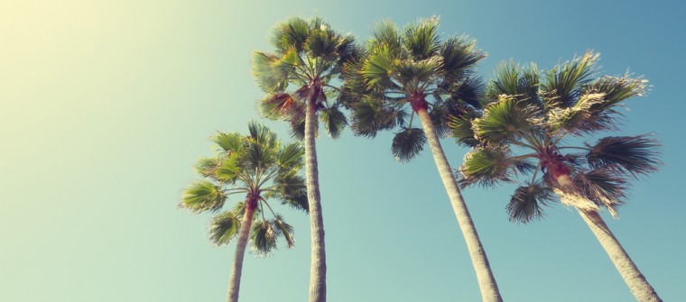la palm trees