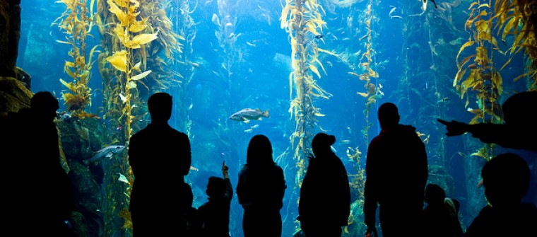 kelp forest