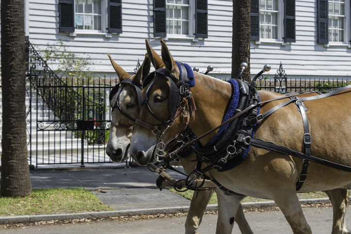 charleston carriage ride