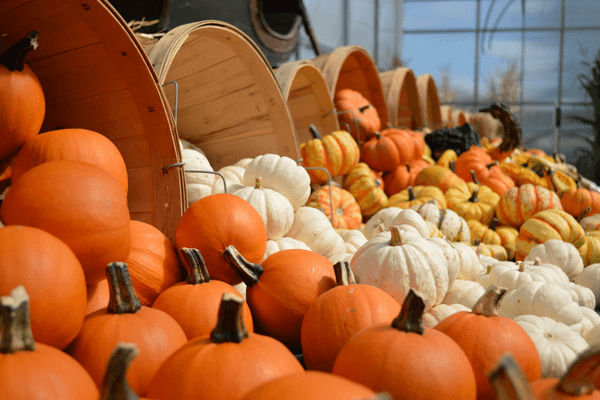 pumpkins