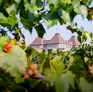 obstructed view of chateau elan from the vineyard