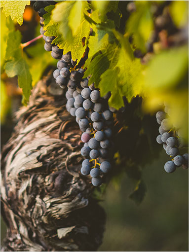 zoomed view of grapes on a vine