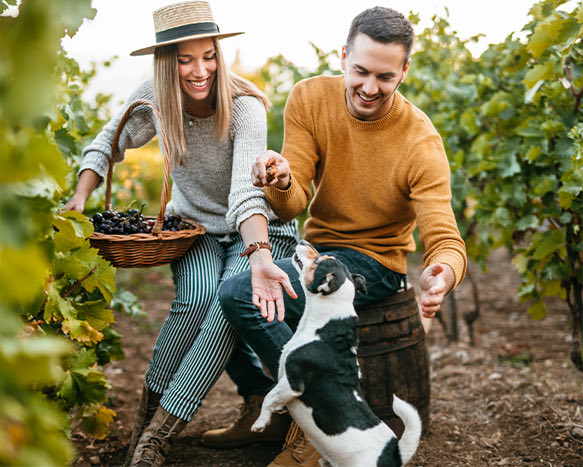 man and woman in picking grapes in vineyard with dog