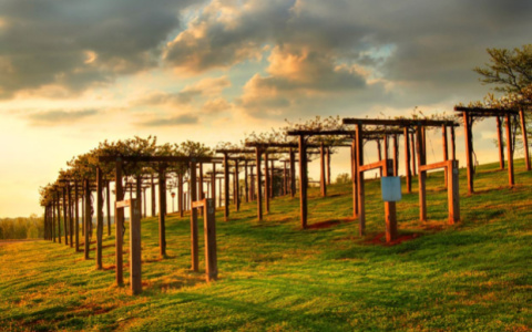 wine vineyard with vines on wooden posts with sunrise in background