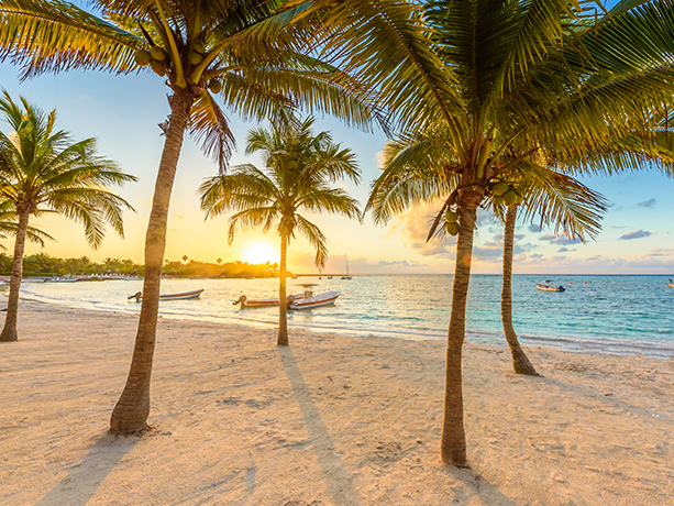 Some palm trees on a seashore with a beautiful sunset