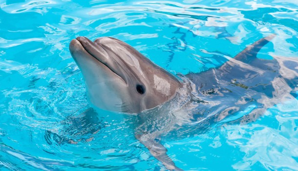Dolphin with head out of water