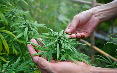 view of hands holding cannabis