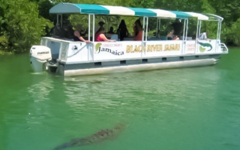 black river safari boat with people on it and an alligator swimming nearby