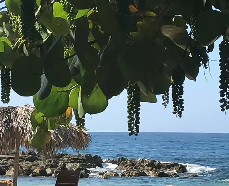 ocean view with plants 