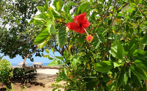 close up view to a tree with tropical flowers