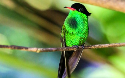 small bird with black head and bright green belly perched on a branch