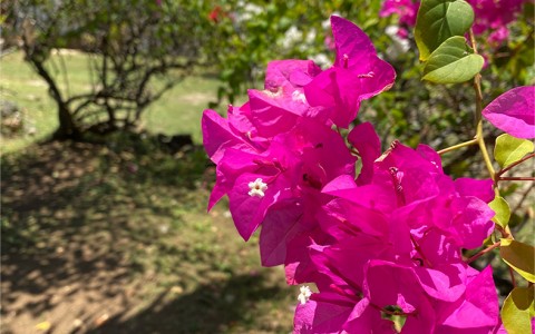 close up view to pink flowers growing from a tree