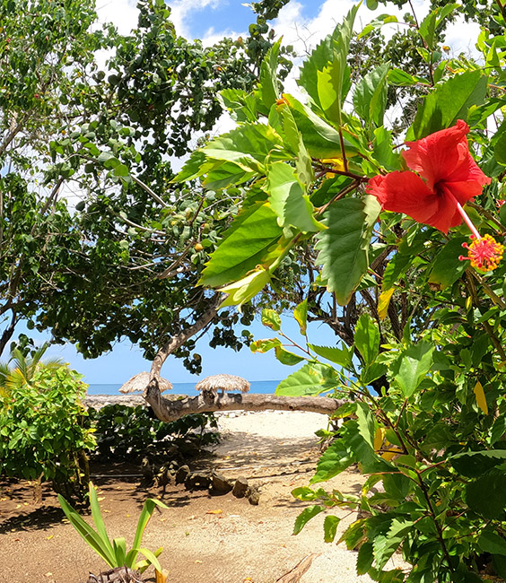 view of a garden surrounded by nature near the ocean 