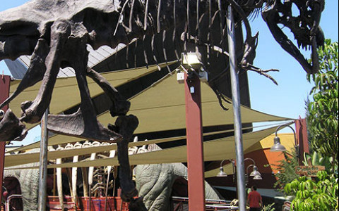 Dinosaur skeleton on display