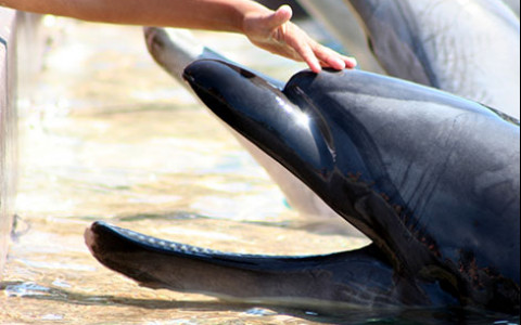 Childs hand petting a dolphin