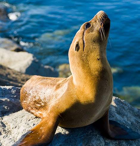 Seal sitting on some rocks in the ocean