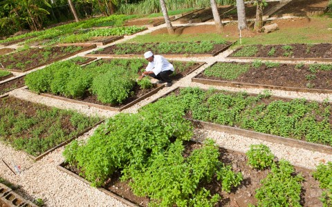 Locally Grown! Locally Grown!