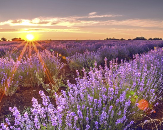  lavender field