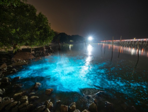 bioluminescent plankton light up the sea