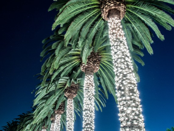 palm trees with christmas lights