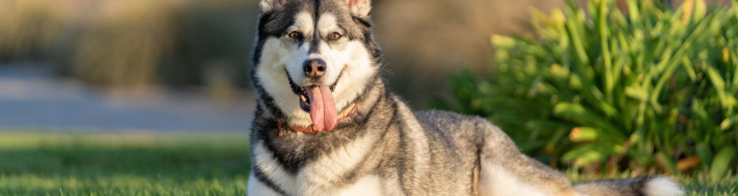 dolphin bay pet friendly header