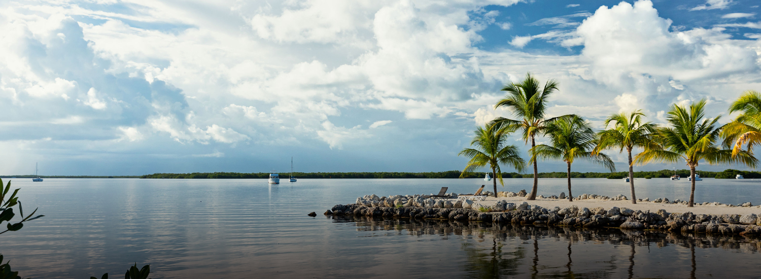 view of palm trees, sand, and the ocean water