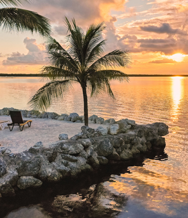 view of ocean and palm tree at sunset