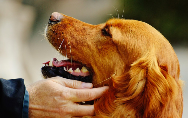 Puppy Love Inset