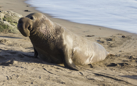 elephant seal on the beach