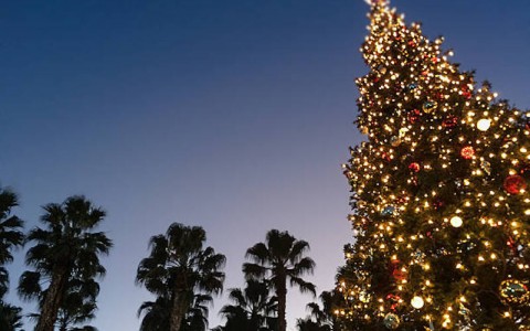 Christmas tree and palm tress