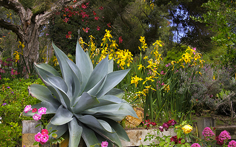 The Extraordinary Plant Life of the UC Santa Cruz Arboretum and Botanic Garden