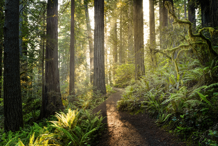 Retreat Among the Redwoods 